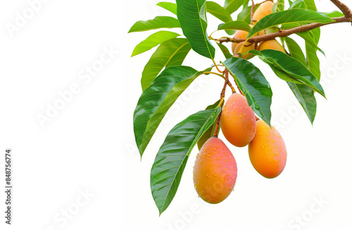 Fresh mangoes, isolated on a white background. photo