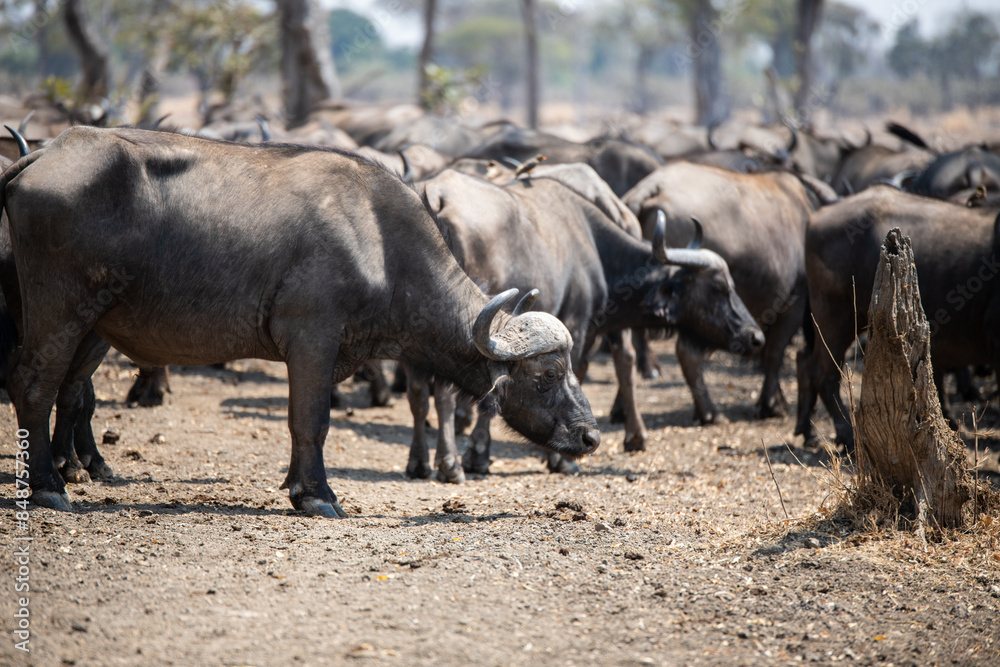 View of the buffalo in South Luangwa National Park, Zambia, Africa View of the buffalo in South Luangwa National Park, Zambia, Africa