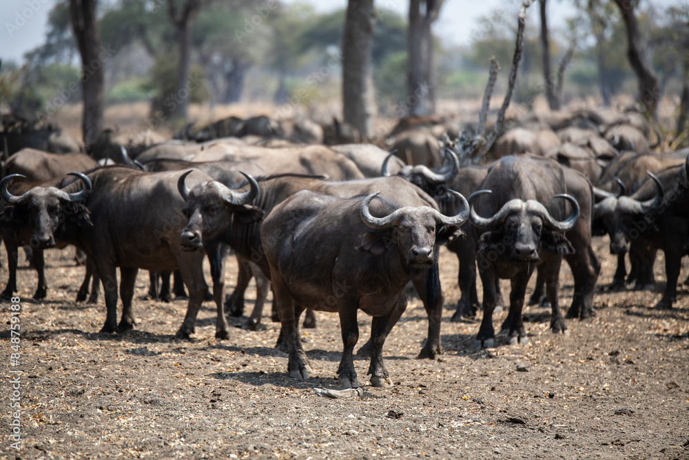 View of the buffalo in South Luangwa National Park, Zambia, Africa View of the buffalo in South Luangwa National Park, Zambia, Africa