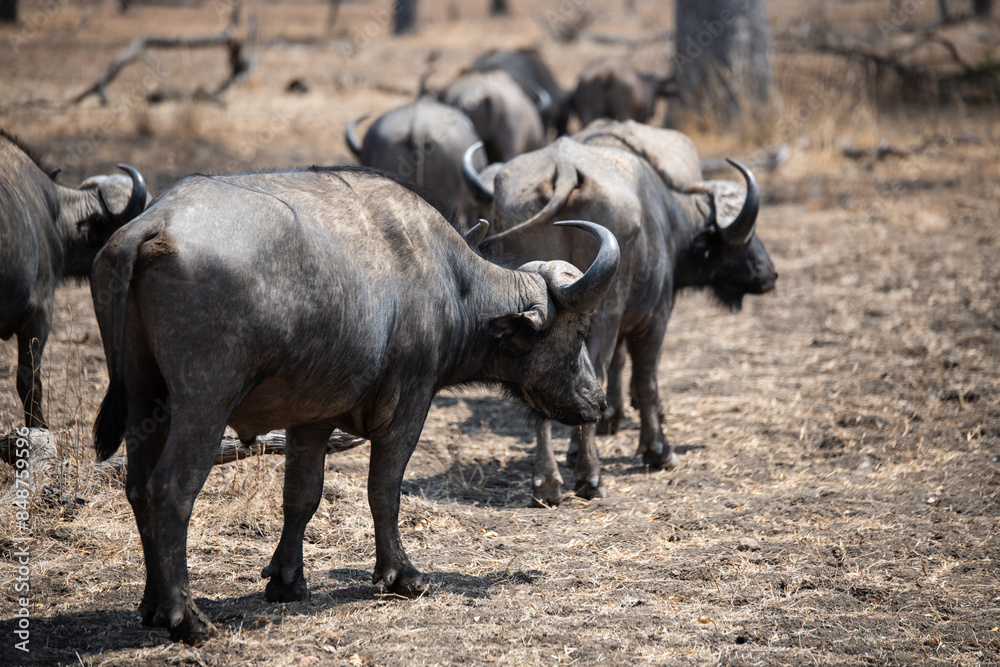 View of the buffalo in South Luangwa National Park, Zambia, Africa View of the buffalo in South Luangwa National Park, Zambia, Africa