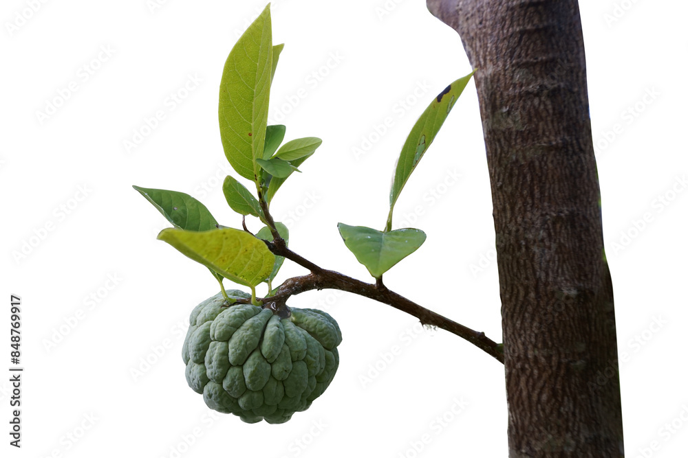 Srikaya fruit hanging on a branch with green leaves on a white background. Srikaya fruit hanging on a branch with green leaves on a white background.