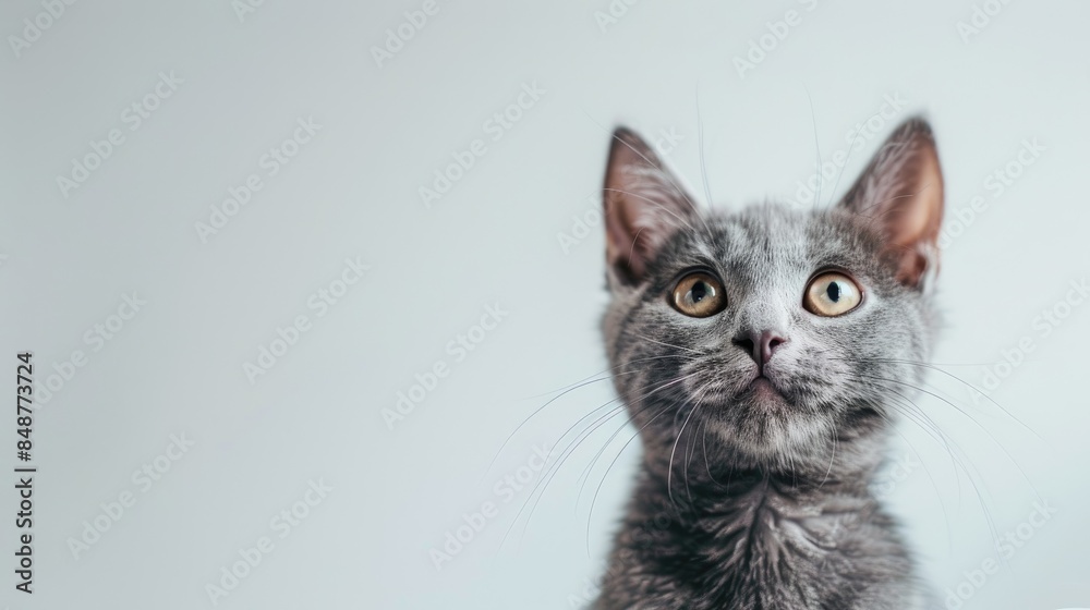 Obraz premium Interested gray kitten with curious expression on white backdrop