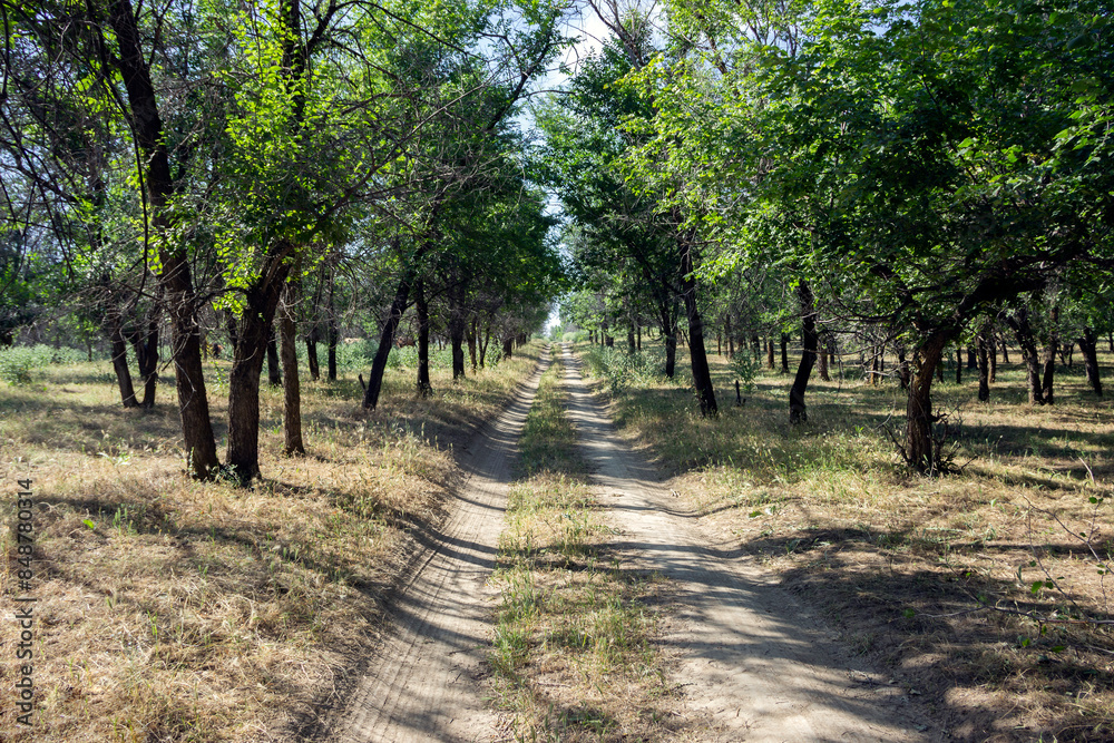 Fototapeta premium path in the grove
