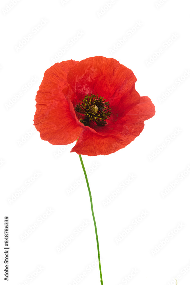 Obraz premium Vibrant Red Poppy Flower Isolated on White. Remembrance day.