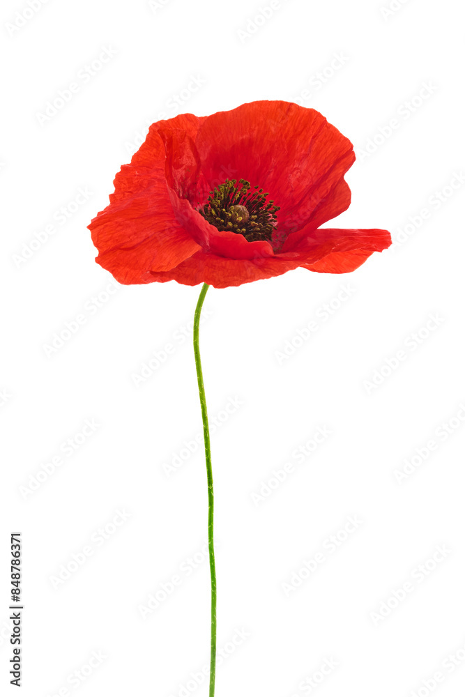 Vibrant Red Poppy Flower Isolated on White Vibrant Red Poppy Flower Isolated on White