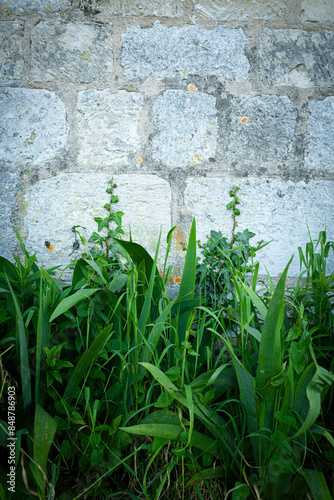 green ivy on wall background