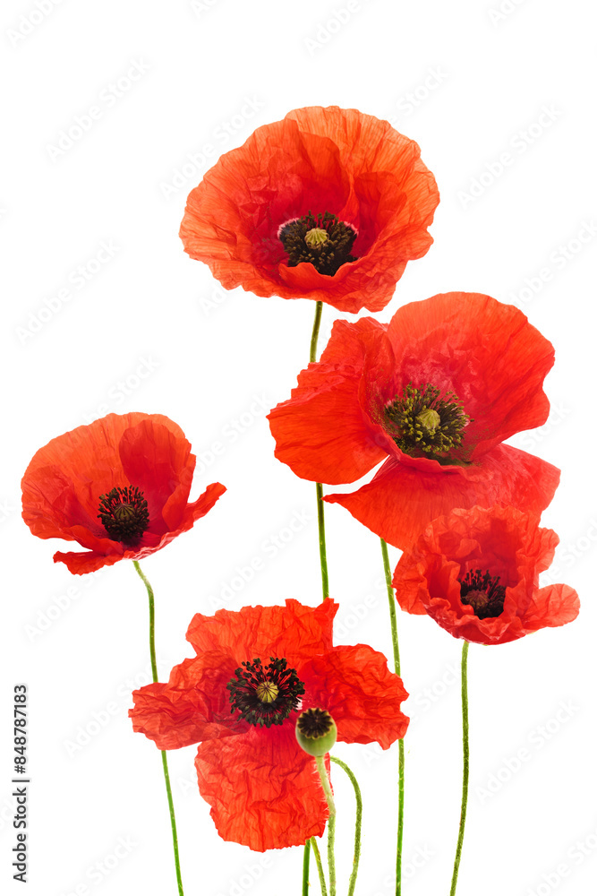 Obraz premium Vibrant Red Poppies Isolated on White