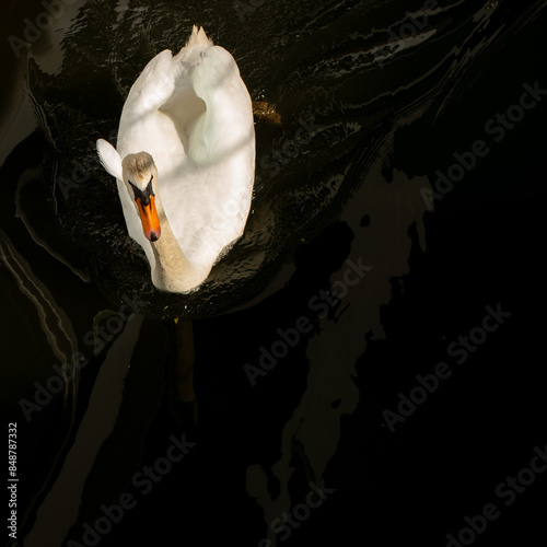 White Swan Swims In Dark Waters
