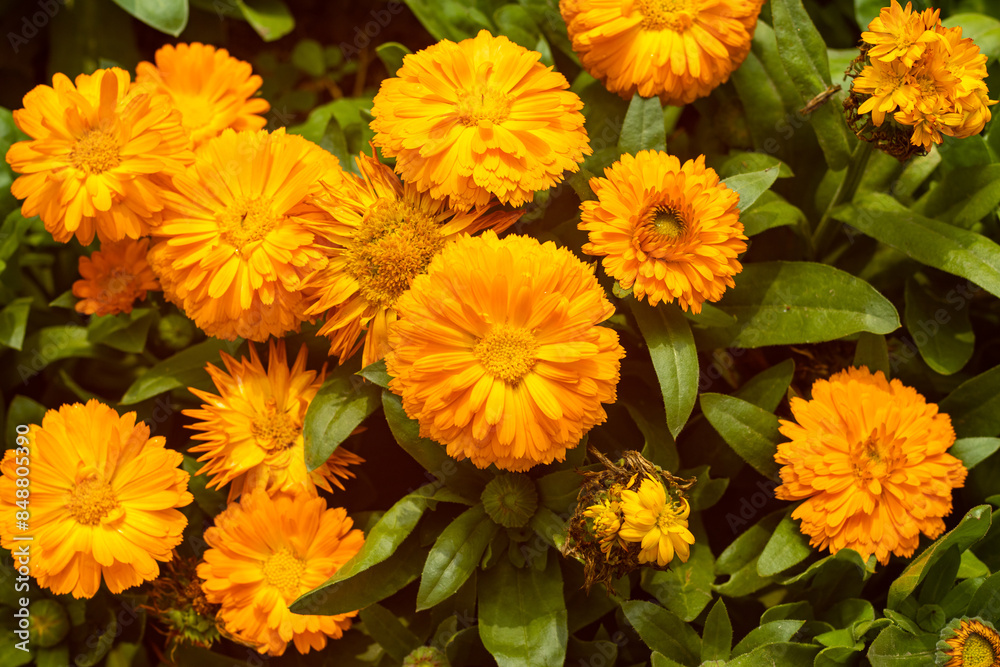 Marigold, Calendula, is the most common flower in Asia. Marigolds are tiny florets Marigold, Calendula, is the most common flower in Asia. Marigolds are tiny florets