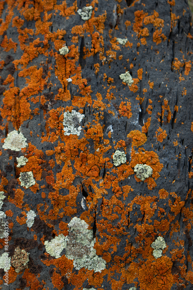 moss on the stone moss on the stone