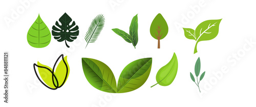 Beautiful vector shapes of leaves