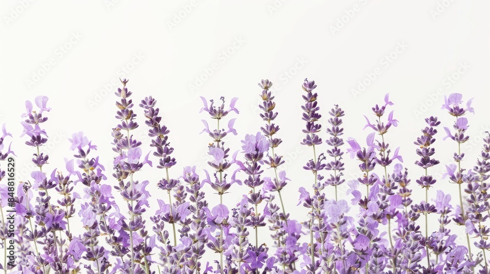 Naklejka premium Fine lavender blooms isolated on a white backdrop
