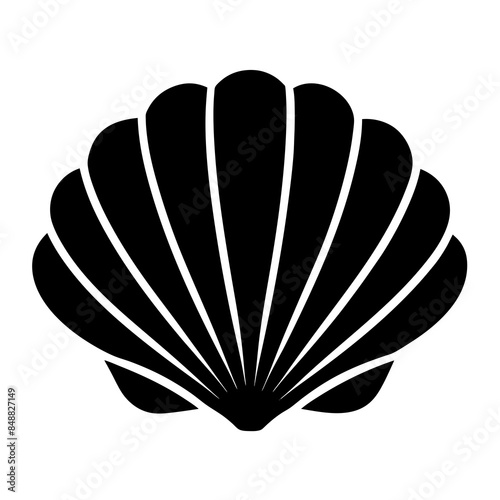 seashell illustration