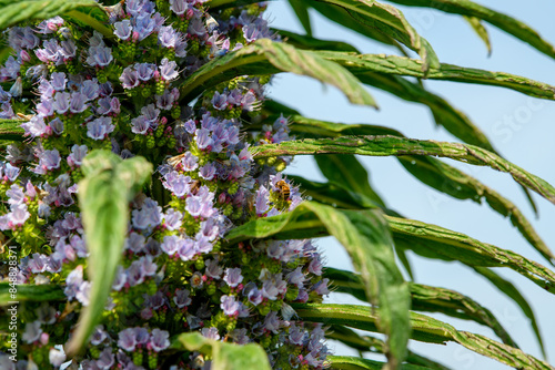 Giant Viper's Bugloss, Echium Pininana Snow Tower. Bees collect pollen from these tall spikes.  photo