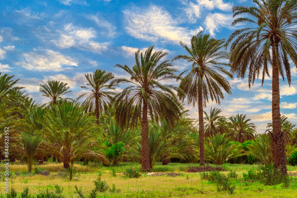 Landscape of a palm grove in Ksar Ghilane, Tunisia, under a blue and cloudy sky. Landscape of a palm grove in Ksar Ghilane, Tunisia, under a blue and cloudy sky.