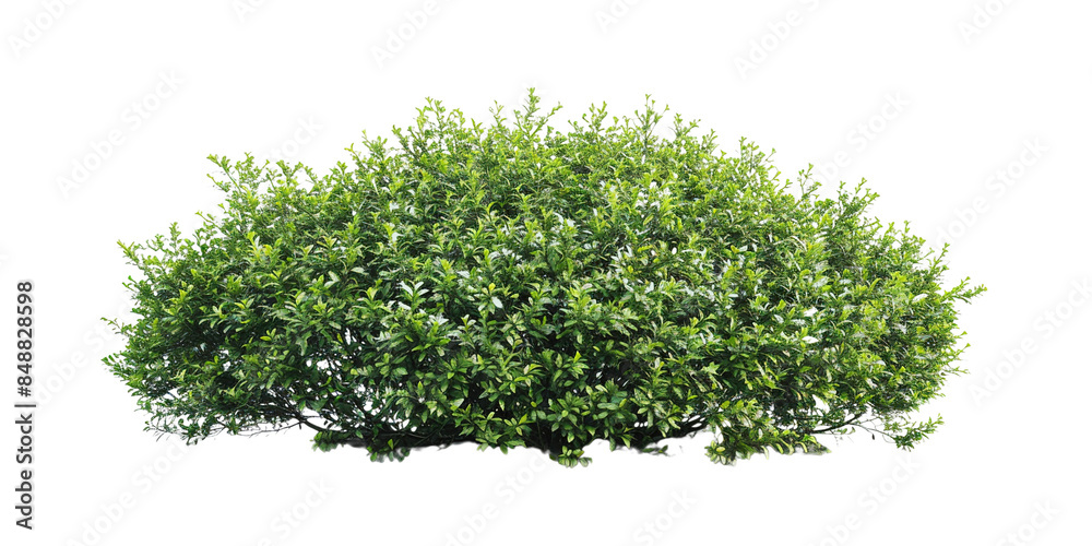Fototapeta premium green bushes isolated on transparent background