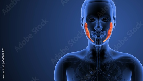 Medical concept of the Parotid gland anatomy