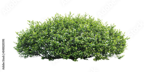 green bushes isolated on transparent background