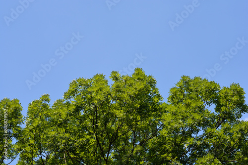 Common ash tree