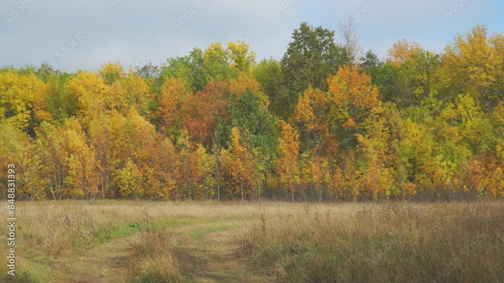 Autumn forest with yellow, orange and red leaves on the trees. Autumn landscape Autumn forest with yellow, orange and red leaves on the trees. Autumn landscape