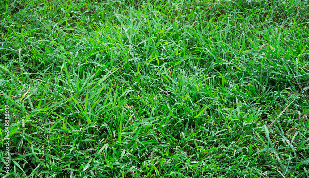 Natural green grass texture background