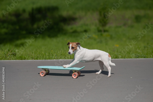 Jack Russell Terrier dog rides a penny board in the park.  photo