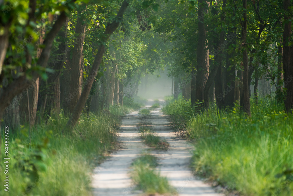 Green forest landscape of a jungle in India.