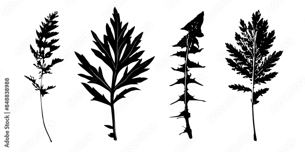 Obraz premium set of silhouettes of leaves of wild grasses and flowers