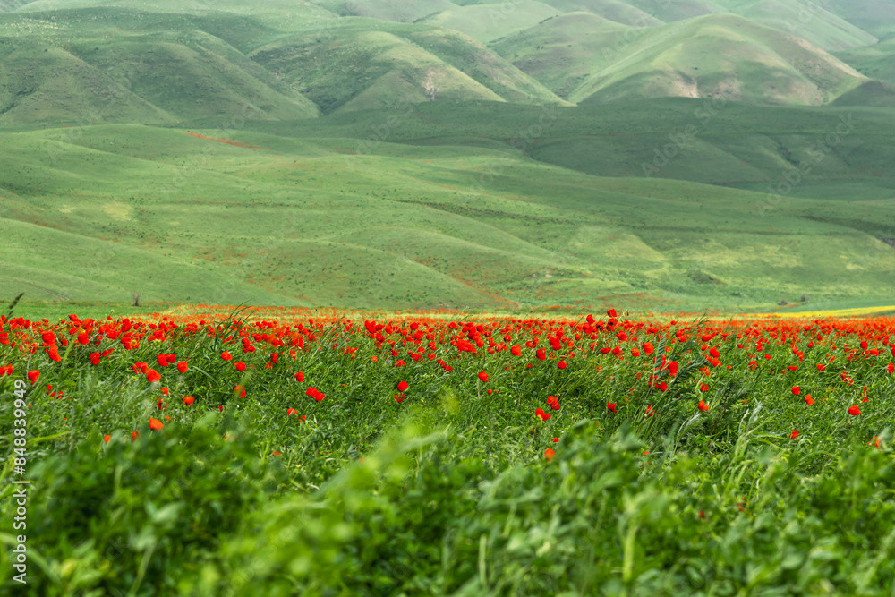 Poppies sway in the wind against the backdrop of green hills. Selective focus. Poppies sway in the wind against the backdrop of green hills. Selective focus.