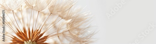 Close-up of a dandelion seed head with delicate white seeds against a light background. Perfect for nature, flora, and botanical themes.