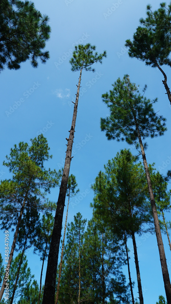 Fototapeta premium tall pine trees