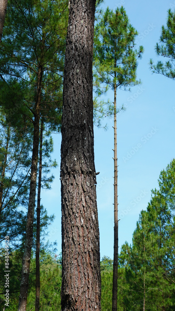 Fototapeta premium trees in the woods