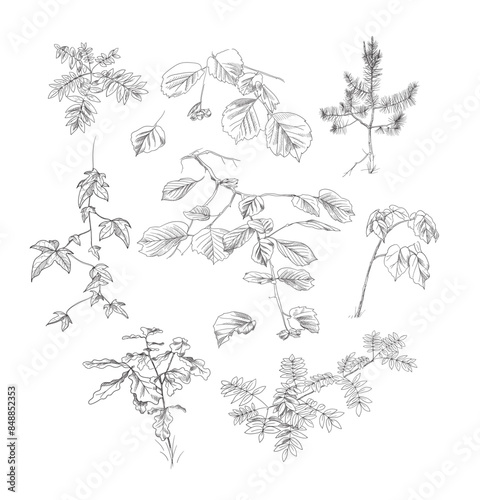 Vector illustration, tree branches, forest.