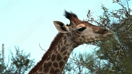 A young southern giraffe feeding on a sweet thorn or acacia tree