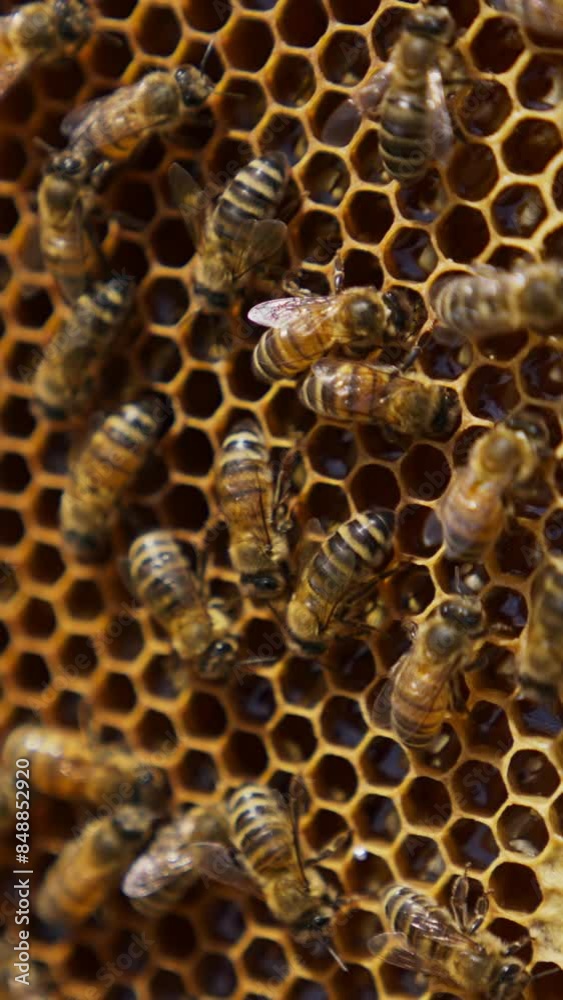 Worker bees roaming around the honey frame. Bees producing organic honey at the bee farm. Honey frame close up. Vertical video Worker bees roaming around the honey frame. Bees producing organic honey at the bee farm. Honey frame close up. Vertical video
