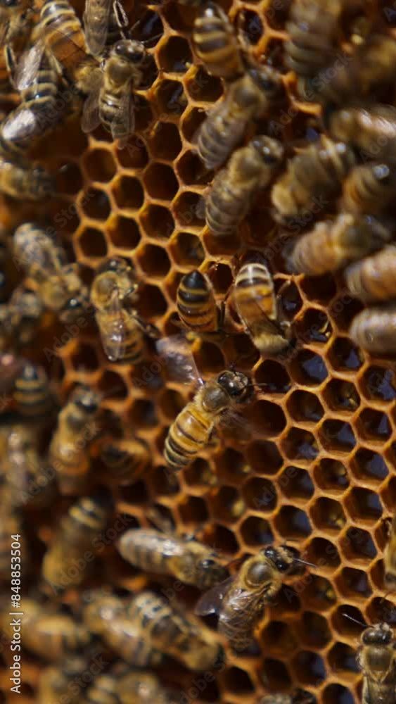 Honeycomb covered with a brood of bees. Tiny wax cells full of fresh honey close up. Green grass in blur at the backdrop. Vertical video Honeycomb covered with a brood of bees. Tiny wax cells full of fresh honey close up. Green grass in blur at the backdrop. Vertical video