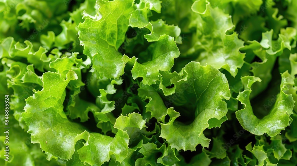 Lettuce with Green Leaves Lettuce with Green Leaves