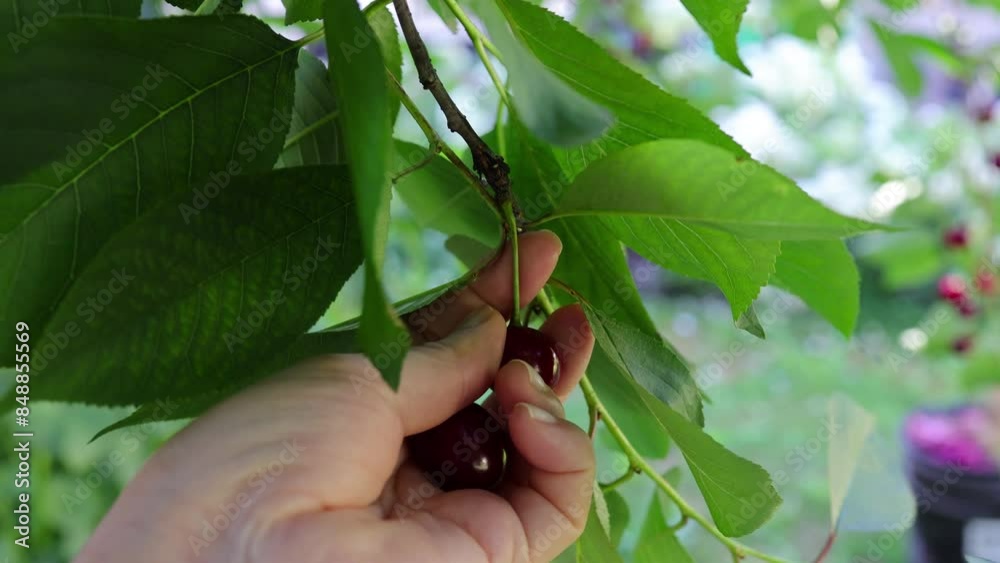 Picking sweet cherries in the orchard. Close up of fresh and ripe cherries picking from a branch, 4K Picking sweet cherries in the orchard. Close up of fresh and ripe cherries picking from a branch, 4K