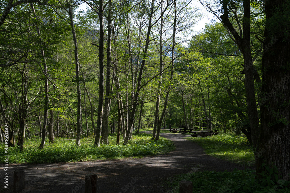 Obraz premium 上高地・美しい緑の散歩道