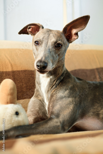 Slika na platnu whippet dog relaxing on a sofa at home holding a duck toy