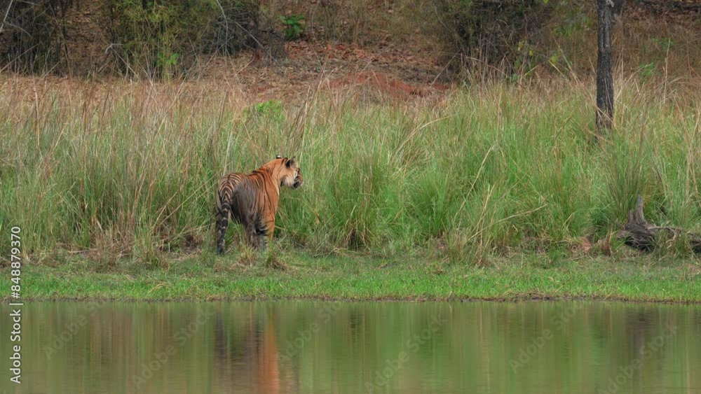 Tiger walking by the river in Bandhavgarh National Park Tiger walking by the river in Bandhavgarh National Park