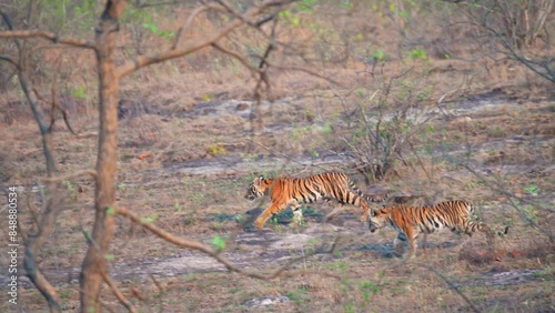Two Tiger cubs running in Bandhavgarh National Park