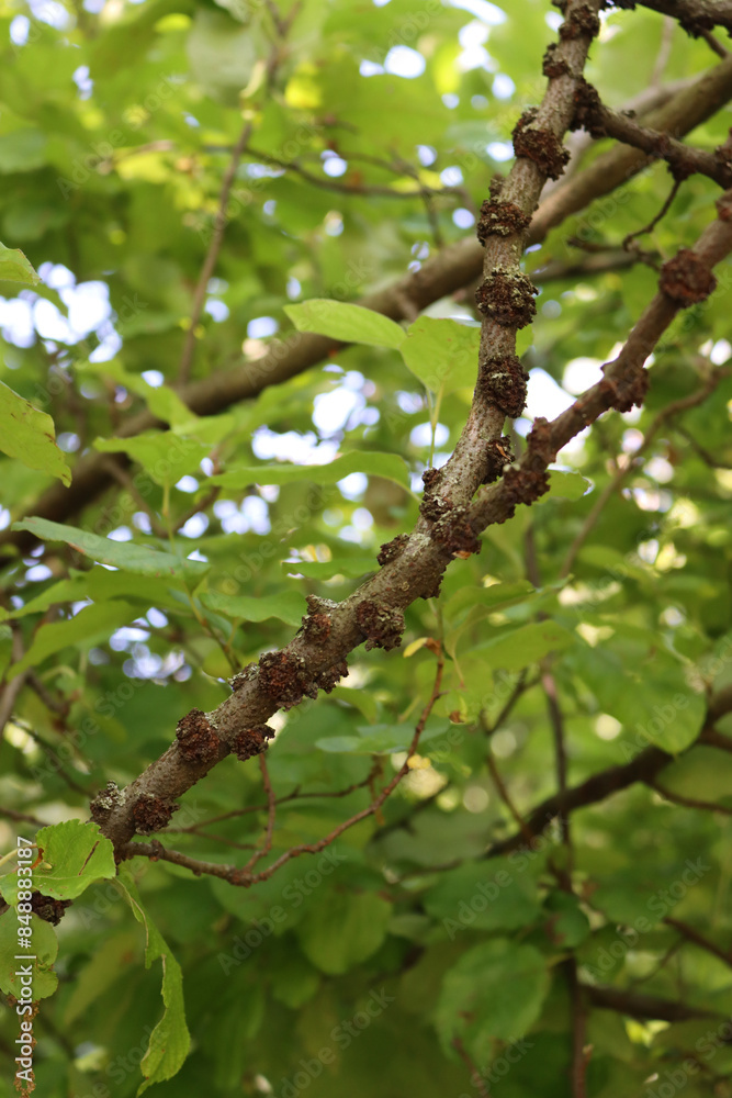 Damages on old Apple tree bark in the orchard. Apple tree with evidently expressed lenticels Damages on old Apple tree bark in the orchard. Apple tree with evidently expressed lenticels