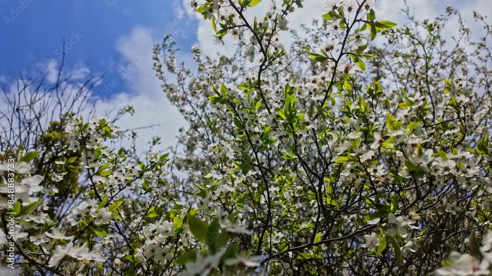 Vertical low angle shot of a cherry tree with white flowers in full bloom against blue sky with white clouds at daytime. Vertical low angle shot of a cherry tree with white flowers in full bloom against blue sky with white clouds at daytime.