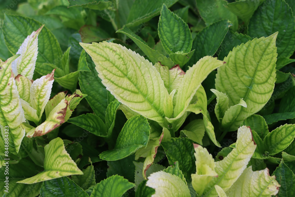 Close-up of hydrangea leaves with visible chlorosis indicating nutrient deficiency