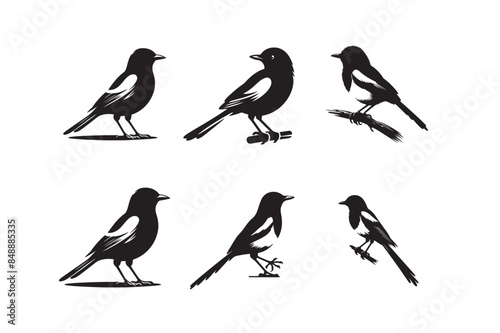 magpie-robin silhouette vector illustration set.
