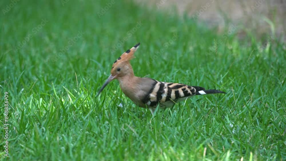 Eurasian Hoopoe (Upupa epops) foraging for Insects in the grass in a home garden Eurasian Hoopoe (Upupa epops) foraging for Insects in the grass in a home garden
