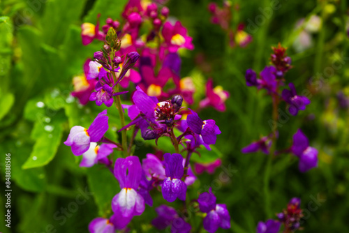  linaria maroccana , marocca Toadflax on a flower meadow for bees and insects