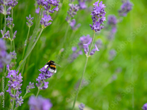 Bourdon et lavande début d'été photo