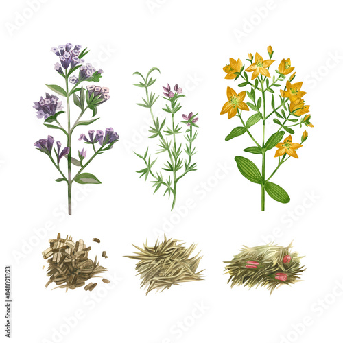 Set of watercolor illustrations. Meadow grass, hypericum, lungwort, oregano, herbal tea. All elements are hand painted in watercolor. Suitable for printing on packaging, menus, kitchens, textiles